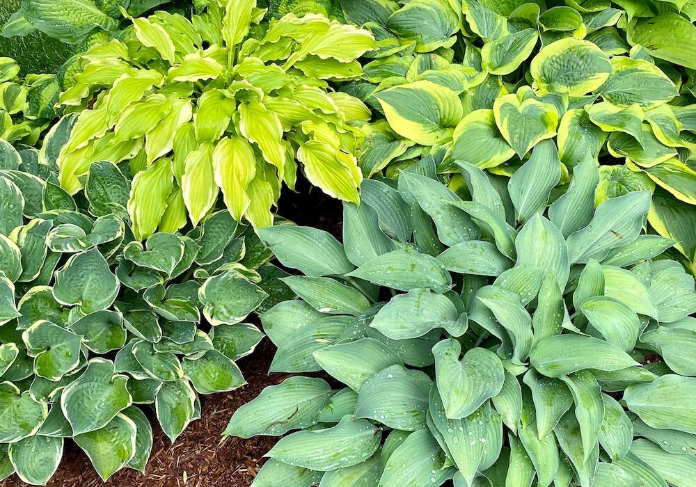 Hosta-Collage-Garden